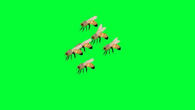 honey bees green screen, flying bees, hornet