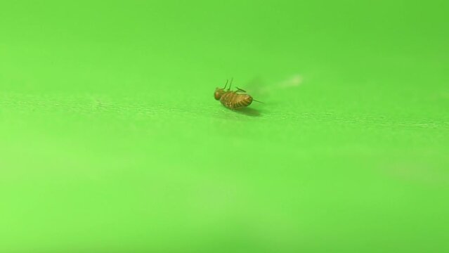 Fruit fly dying from repellents on green background.
It's also called a vinegar fly or drosophila.
Closeup of insects.
Destruction of bugs. insect isolated. 
Entomology, bugs, bug