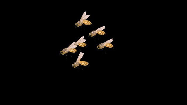 honey bees, flying bees, hornet
