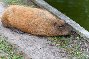 capybara at the zoo