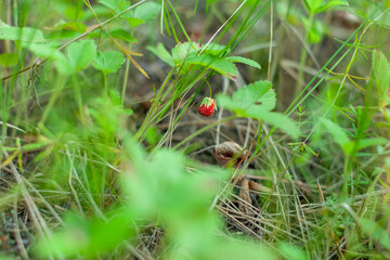 The red Wild Strawberry berry among the forest grasses. A small roundish juicy аromantic fruit of...