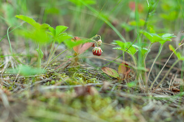 The red Wild Strawberry berry among the forest grasses. A small roundish juicy аromantic fruit of...