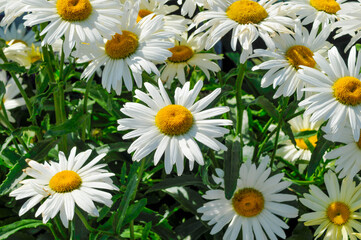 Beautiful White Daisies Growing In The Garden In Summer