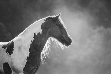Spotted pinto horse in the evening pasture. Dark and white spots. Black and white photography.