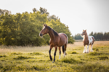 Running group of horses on summer evening pasture paddock.