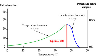 curve shows the effects of temperature on enzyme activity. - obrazy, fototapety, plakaty