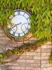 romantic garden feature of a clock hidden behind the creeping ivy