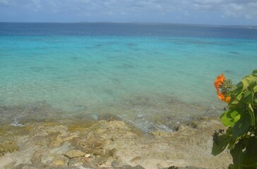 crystal clear blue caribbean sea at Bonaire Island with a flower in foreground