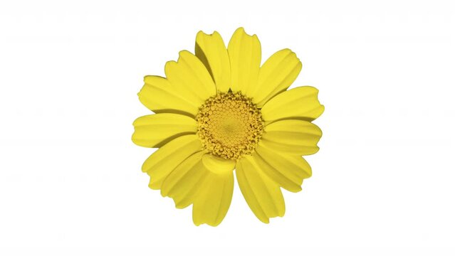 daisy flower cutout