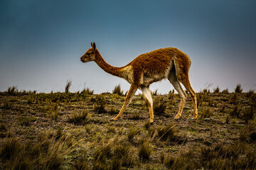 Cute vicuna in the high alpine Andes of Ecuador at about 4700m on the way to the Edward Whymper refuge at the Chimborazo