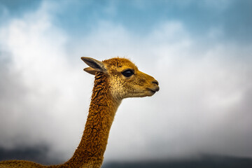 Adorable and cute vicuna or vicuña in the high alpine Andes of Ecuador at about 4700m on the way...