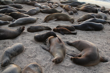 Sealions snoozing and sleeping on a beach on San Cristobal, Galapagos