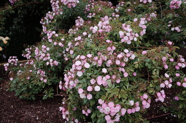 Fototapeta na wymiar rosebush in the rose garden 