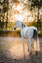 Obraz na płótnie Canvas Majestic white grey spanish andalusian iberian horse stallion on golden hour.