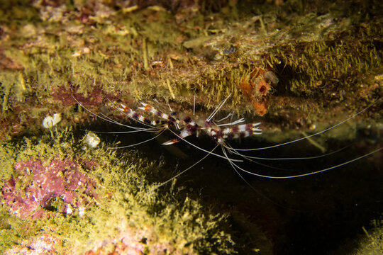 Red and white coral banded shrimp or banded cleaner shrimp waiting in a rock crevice in Raja Ampat, Indonesia, for fishes offering their cleaning services