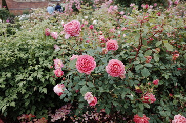 rosebush in the rose garden 
