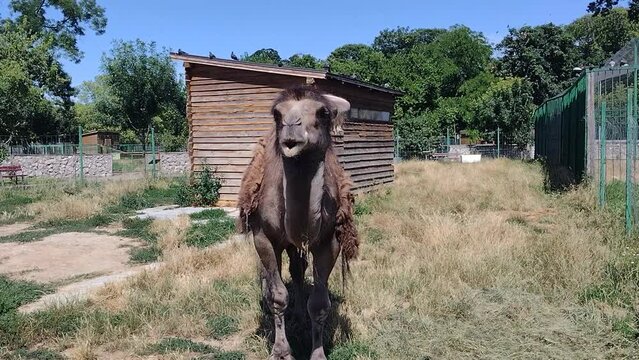 Camel at the Oradea zoo. Video with camel