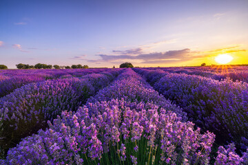 Fototapeta na wymiar Lavender flower blooming fields in endless rows. Sunset shot.
