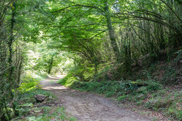Fototapeta na wymiar path in the middle of the forest with big green trees