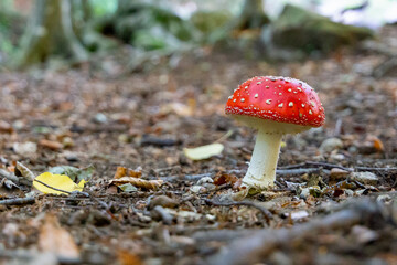 Photography of mushroom in the forest, poisonous mushroom in autumn in a forest of Catalonia, in Spain, in a Natural Park