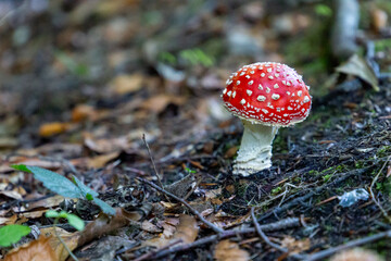 Photography of mushroom in the forest, poisonous mushroom in autumn in a forest of Catalonia, in Spain, in a Natural Park