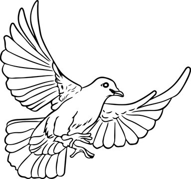 dove of peace vector Free flying white dove, sketch style vector illustration isolated on white background hand drawing of white dove, pigeon flapping wings