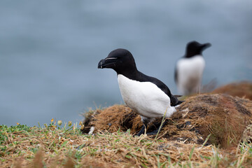 Razorbill on the cliffs of the island of Lunga