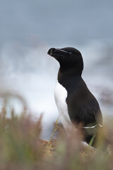 Razorbill on the cliffs of the island of Lunga