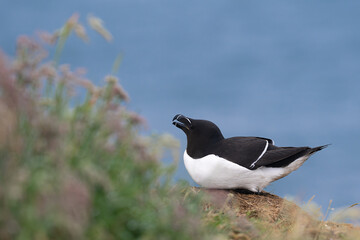 Razorbill on the cliffs of the island of Lunga