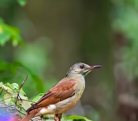 Firecrest - Regulus ignicapilla small forest bird with the yellow crest singing in the dark forest, very small passerine bird in the kinglet family.