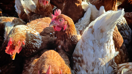 Hen with chickens outdoors. Organic poultry farm. Free-range poultry farming
