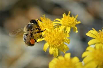 bee on a flower