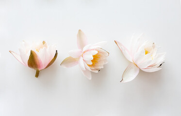 Lotus flowers on white background. Flat lay, top view.