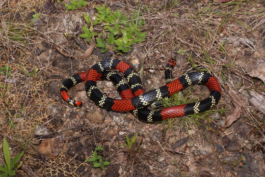 Cobra-coral (Micrurus altirostris)