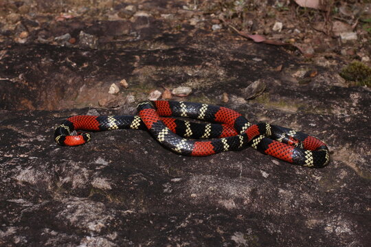 Cobra-coral (Micrurus altirostris)
