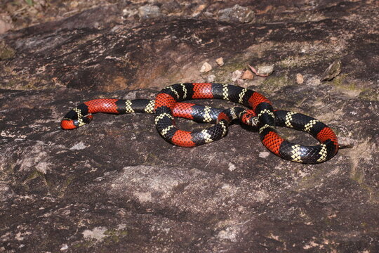 Cobra-coral (Micrurus altirostris)