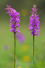 Fototapeta na wymiar Close up image of two Fragrant Orchids in a nature reserve, County Durham, England, UK.
