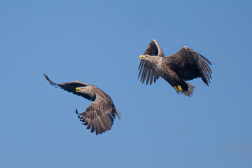 Two white tailed sea eagles fighting for a fish off the coast of the isle of Mull