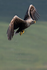 White tailed sea eagle soaring above the water off the coast of the isle of Mull