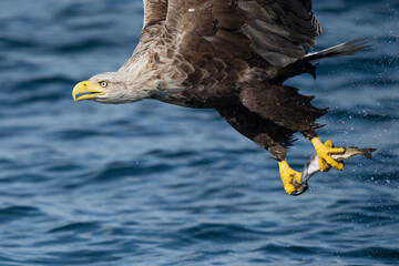 White tailed sea eagle catching fish off the coast of the isle of Mull