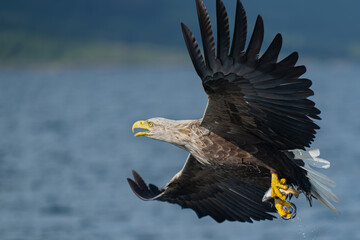 White tailed sea eagle catching fish off the coast of the isle of Mull