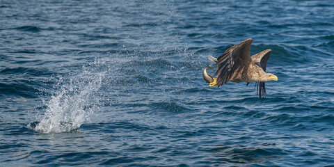 Fototapeta premium White tailed sea eagle catching fish off the coast of the isle of Mull