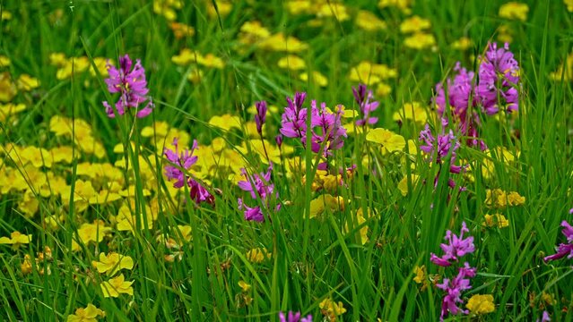 At the beginning of summer, large bushes of Greater polygala color the plain of Campo Imperatore.Gran Sasso and Monti della Laga National Park,Abruzzo