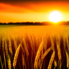 Obraz premium golden wheat field at sunset