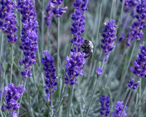 Isolated large honey bumble bee facing forward gathering pollen in a field of lavender. Beautiful bokeh blurred background.