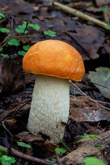 Growing wild mushroom (Leccinum albostipitatum). Snow white stipe and orange cap.
