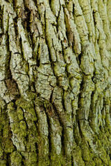 Close-up view of old oak tree bark. Woods texture pattern nature.
