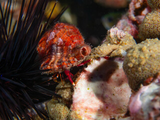 red hermit crab, Flower Garden Banks Marine Sanctuary, Stetson Bank 2023