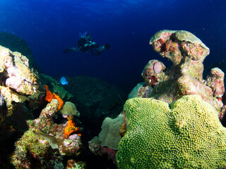 coral reef and diver at  Flower Garden Banks National Marine Sanctuary