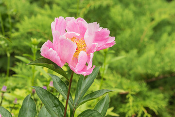 A bud of a blossoming pink decorative peony in a summer country garden.